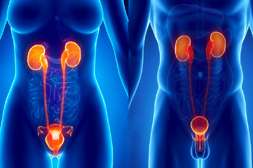 Польза Огня Тибета в укреплении мочеполовой системы и мужского здоровья.